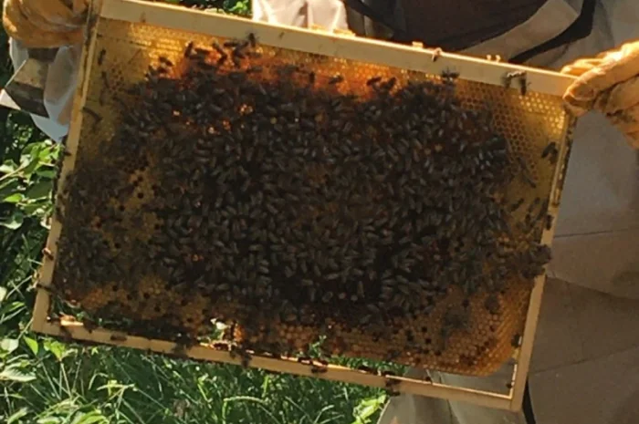 Продажа пчелосемей с матками 2021 года- фото № 2
