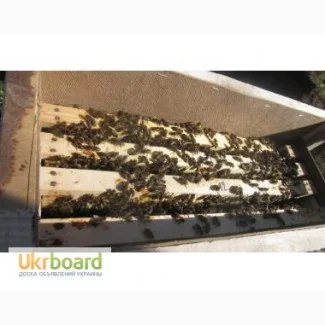 Продаются пчелопакеты- фото № 1