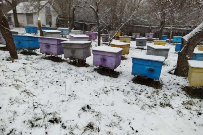 Продам пасіку: бджолосім’ї, бджолопакети, вулики- фото № 1