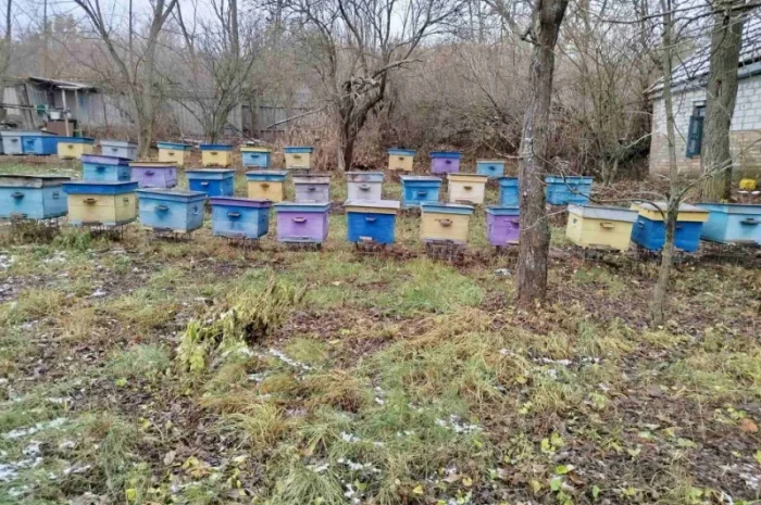 Продам пасіку: бджолосім’ї, бджолопакети, вулики- фото № 3