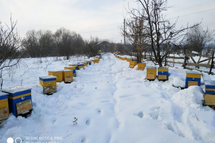 Продам 50 пчелиных семей, породы бакфаст/карника, рамка Дадан, возможна продажа с ульями 10р- фото № 1