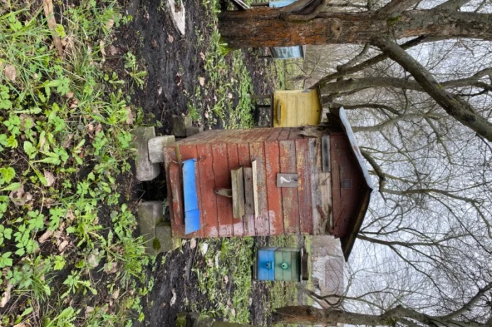 Продам бджолосім’ї різних рамок- фото № 3