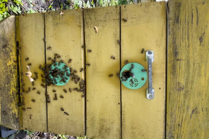 Продам бджолосім’ї різних рамок- фото № 4