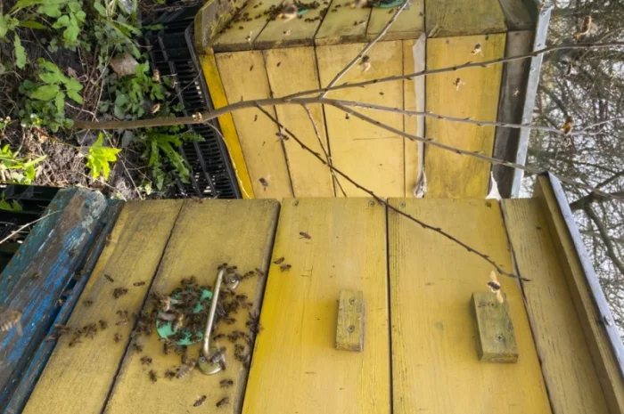 Продам бджолосім’ї різних рамок- фото № 5