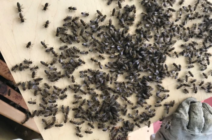 Бджоли, відводки, рої та свіжий мед- фото № 1