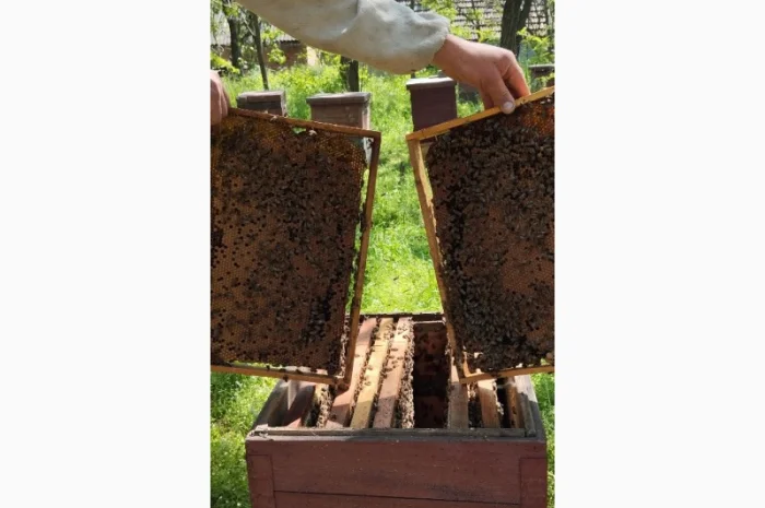 Продаются бджолосімї на весну 2026 года- фото № 3