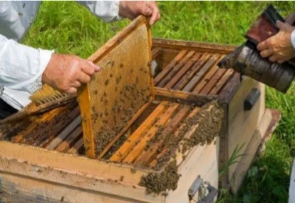 Продам пчелосемьи карпатской породы- фото № 1