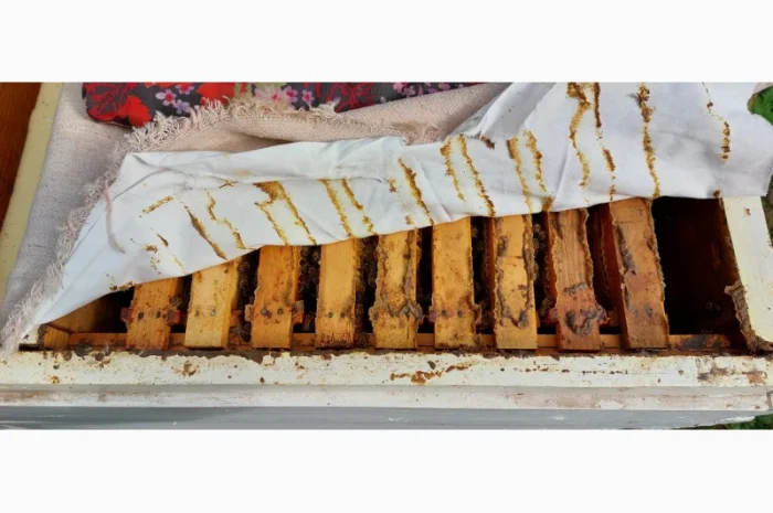 Продам пчелосемьи с уликами- фото № 3