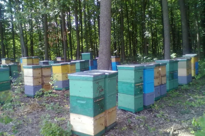 Продам бджолосім’ї та відводки- фото № 2