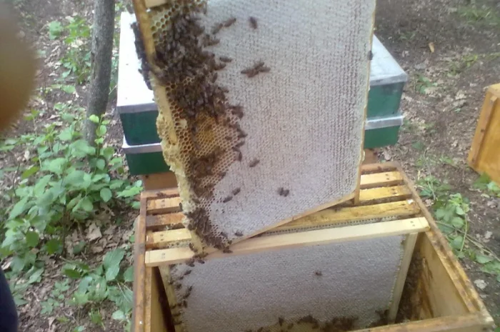 Продам бджолосім’ї та відводки- фото № 3