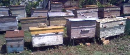 Продам пчелосемьи породы Краинка- фото № 2
