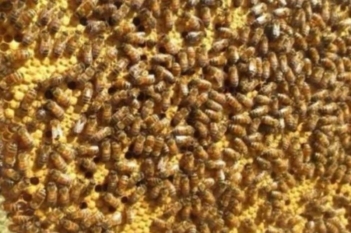 Пчелосемьи, пчелы с ульями, бджоли- фото № 1