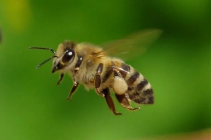 Пчелосемьи, пчелы с ульями, бджоли- фото № 2