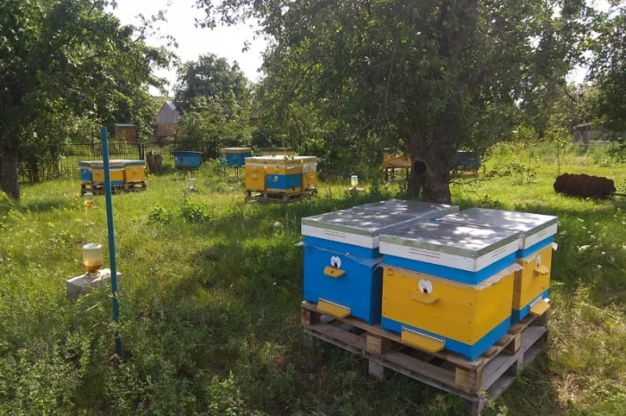 Пчелосемьи, пчелы с ульями, бджоли- фото № 3