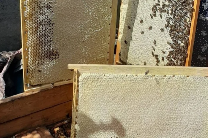 Продам бджолосім’ї породи Карпатка- фото № 1