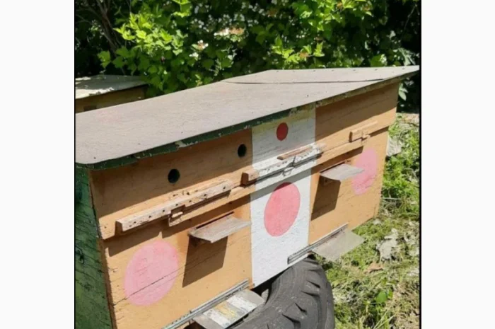 Продаю 20 потужних бджолосімей карпатської породи- фото № 1