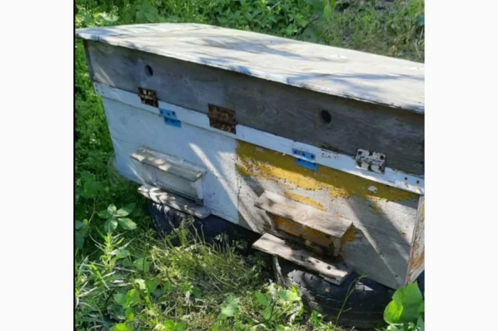 Продаю 20 потужних бджолосімей карпатської породи- фото № 2