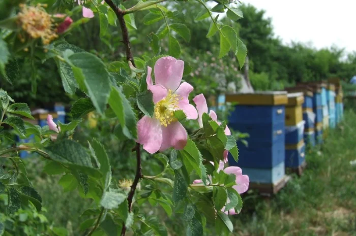 Продам пчелосемьи и пчелиные пакеты- фото № 2