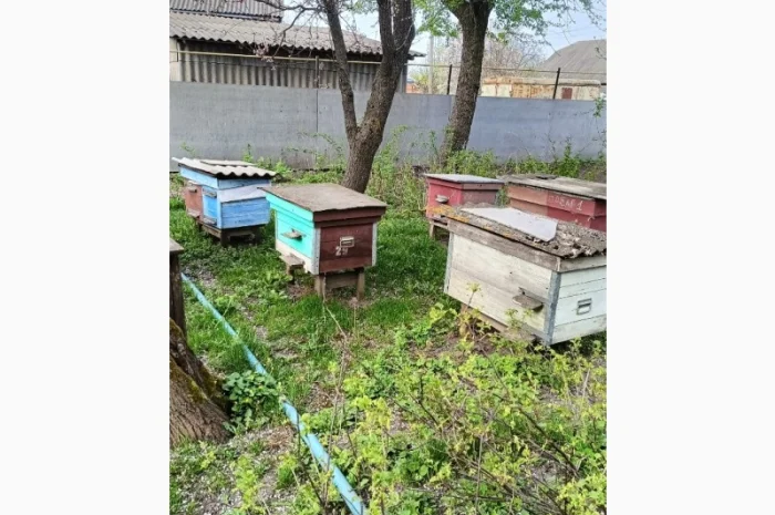 Продам бджолосім'ї- фото № 1