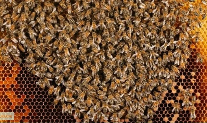 Продаются пчелосемьи Украинской степной породы- фото № 1