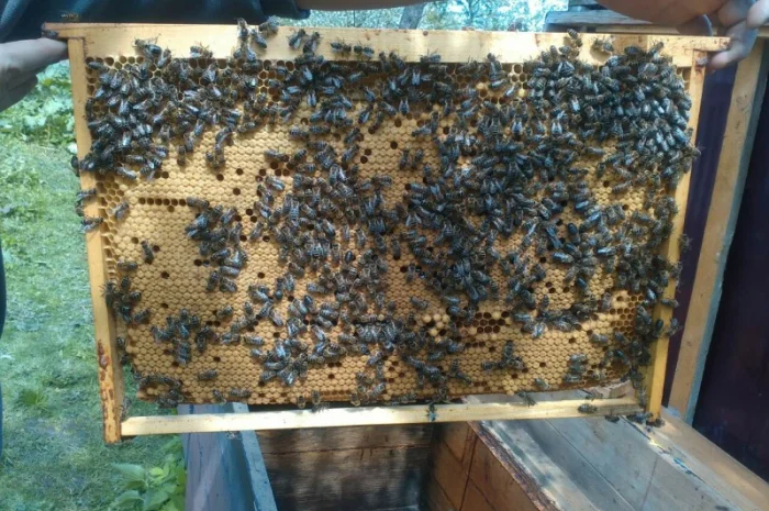 Продаю бджолосім’ї та пакети Карпатської породи- фото № 1