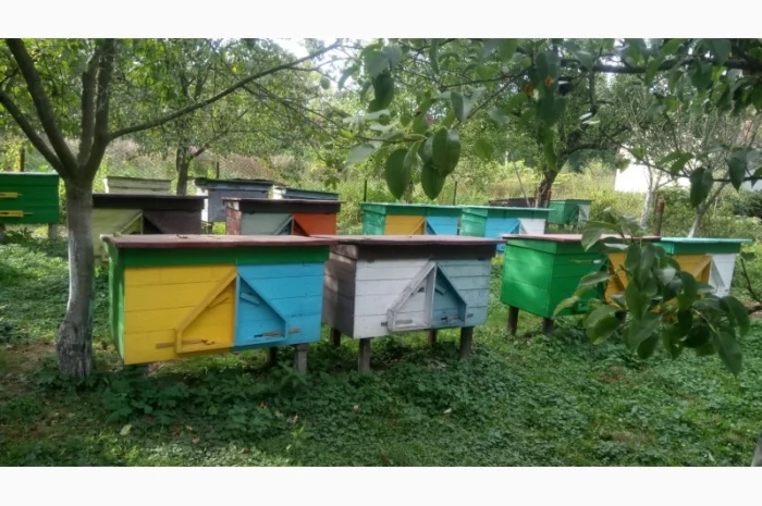 Продаю бджолосім’ї та пакети Карпатської породи- фото № 2