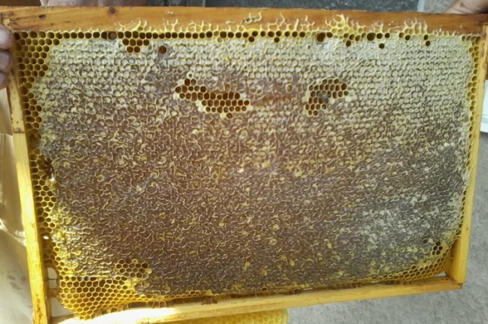 Продаю бджолосім’ї та пакети Карпатської породи- фото № 3