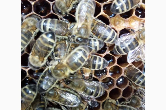 Продам бджолосім’ї – 1500 грн- фото № 1