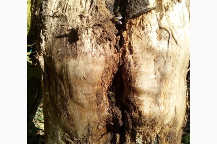 Продам бджолосім’ї – 1500 грн- фото № 2