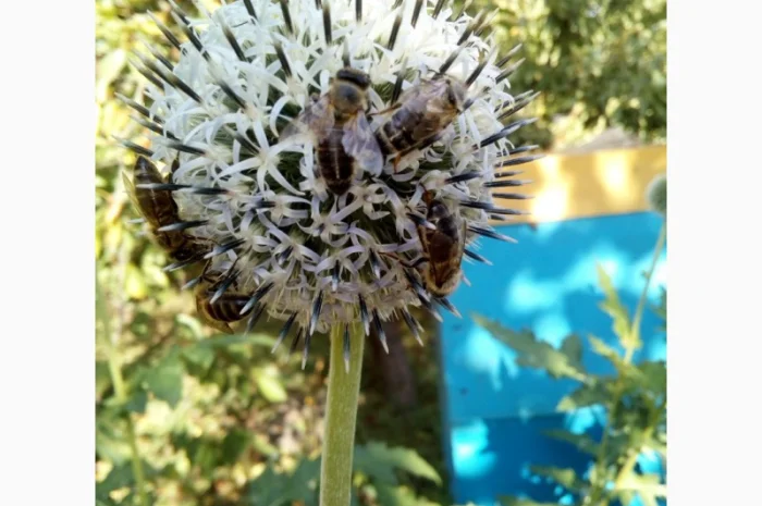 Продам бджолосім’ї – 1500 грн- фото № 3