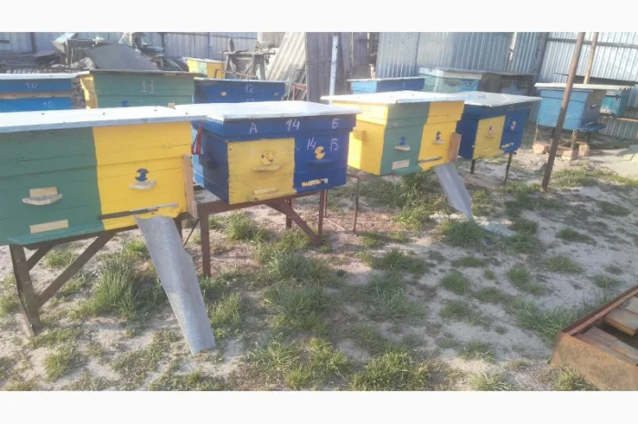 Продам бджолосім’ї та вулики (лежаки на 24 рамки)- фото № 1