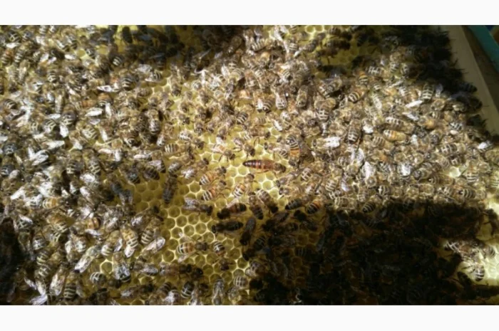 Продам бджолосім’ї та вулики (лежаки на 24 рамки)- фото № 2