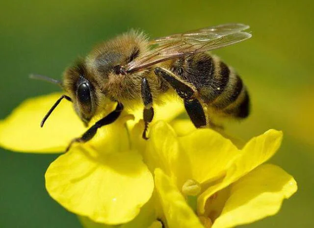 Продам бджолині сім’ї 7 рамок- фото № 1