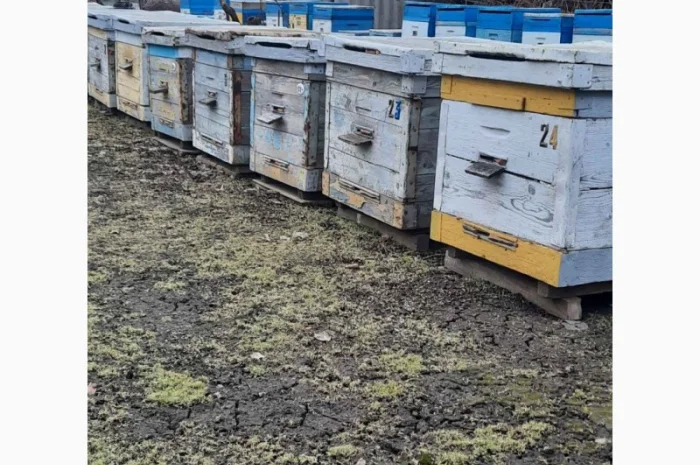 Продам бджолосім’ї та бджолопакети української степової породи- фото № 1