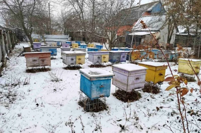 Продам пасіку, бджолосім'ї, бджолопакети та вулики- фото № 2