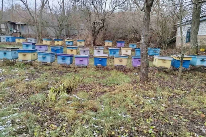 Продам пасіку, бджолосім'ї, бджолопакети та вулики- фото № 3