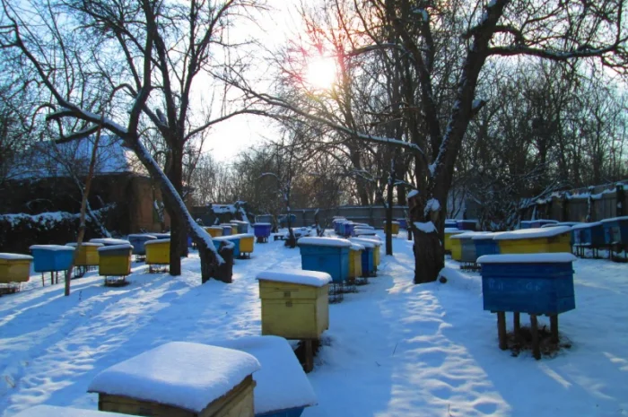 Продам пасіку, бджолосім'ї, бджолопакети та вулики- фото № 4