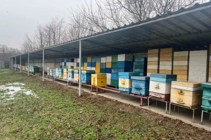 Продам свою пасеку, пчелосемьи, с вагончиком- фото № 1