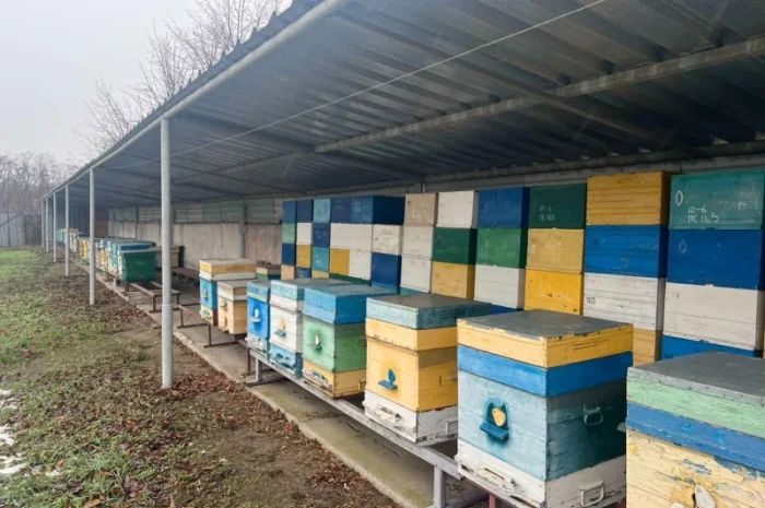 Продам свою пасеку, пчелосемьи, с вагончиком- фото № 2