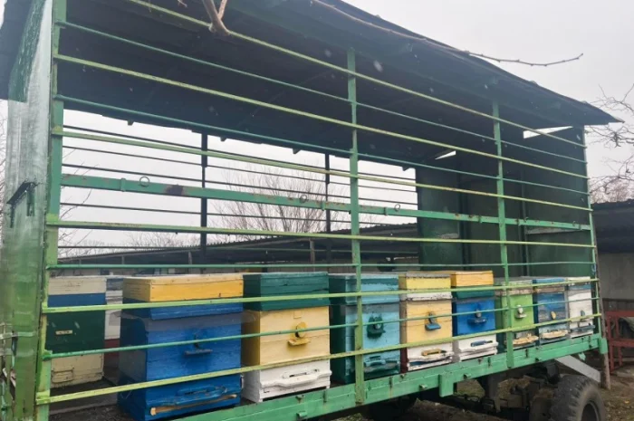 Продам свою пасеку, пчелосемьи, с вагончиком- фото № 3