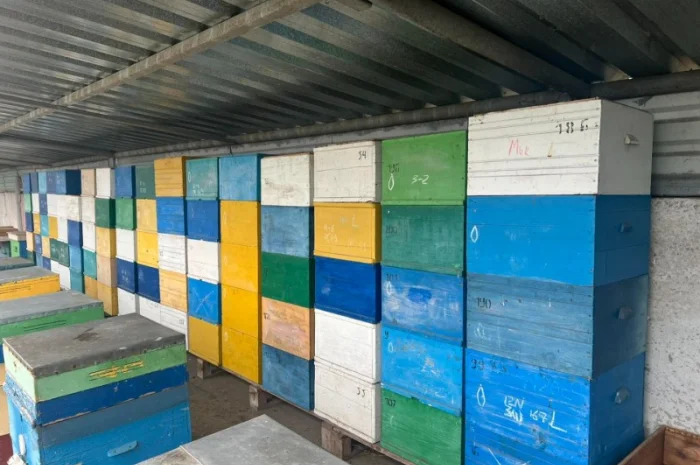 Продам свою пасеку, пчелосемьи, с вагончиком- фото № 5