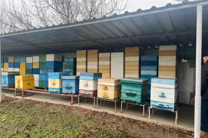 Продам свою пасеку, пчелосемьи, с вагончиком- фото № 7