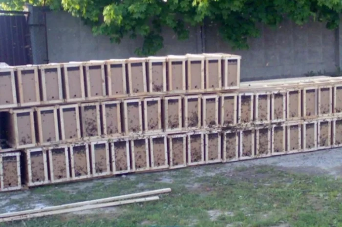 Продаж вуликів, рамок, бджіл, матки- фото № 6