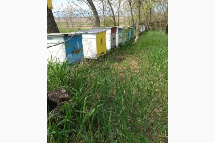 Продаю пчелоприцеп, пасеку! Прицеп для пчел с семьями- фото № 2