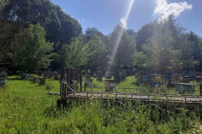 Продам пасіку- фото № 3