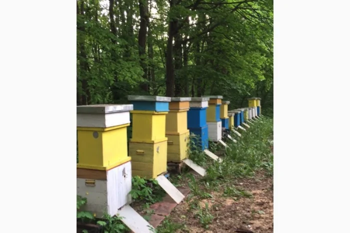 Продам пасіку- фото № 1