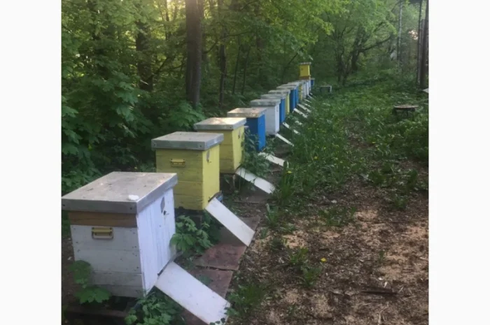 Продам пасіку- фото № 3