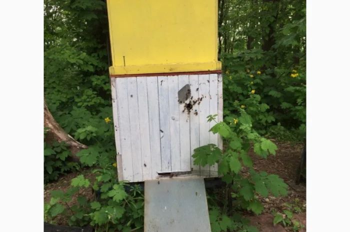 Продам пасіку- фото № 4