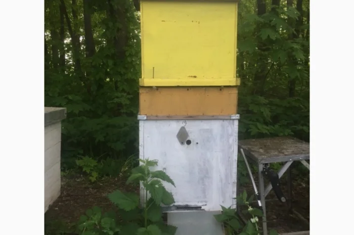 Продам пасіку- фото № 6