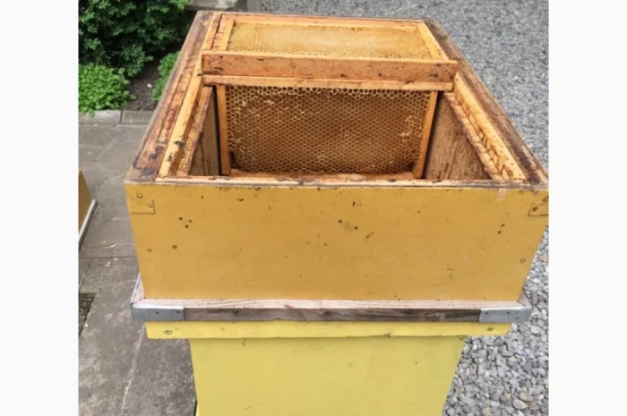 Продам пасіку- фото № 7